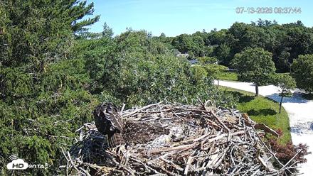 Mashpee Natl. Wildlife Refuge Live Osprey Cam - Jul 13, 2026, 9:40am EDT