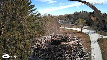 Mashpee Natl. Wildlife Refuge Live Osprey Cam - Apr 25, 2026, 8:51am EDT