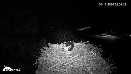 Mashpee Natl. Wildlife Refuge Live Osprey Cam - Apr 17, 2026, 11:38pm EDT