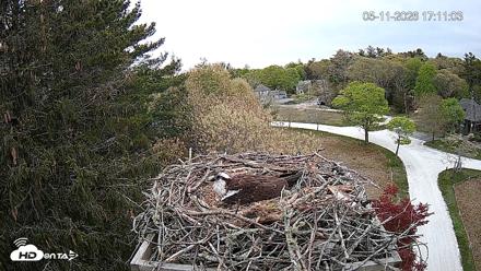 Mashpee Natl. Wildlife Refuge Live Osprey Cam - May 11, 2026, 5:11pm EDT