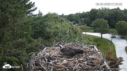 Mashpee Natl. Wildlife Refuge Live Osprey Cam - Aug 2, 2026, 7:36am EDT