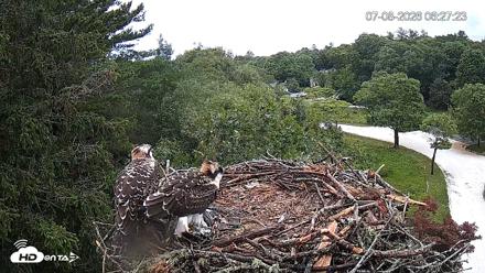 Mashpee Natl. Wildlife Refuge Live Osprey Cam - Jul 8, 2026, 6:36am EDT