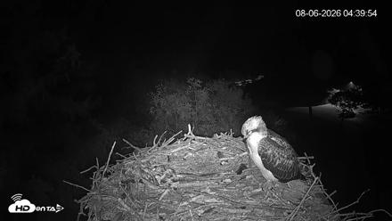 Mashpee Natl. Wildlife Refuge Live Osprey Cam - Aug 6, 2026, 4:39am EDT