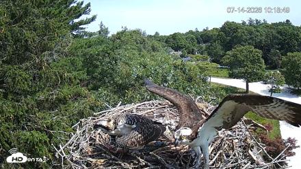 Mashpee Natl. Wildlife Refuge Live Osprey Cam - Jul 14, 2026, 10:19am EDT