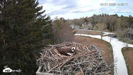 Mashpee Natl. Wildlife Refuge Live Osprey Cam - Apr 21, 2026, 3:39pm EDT