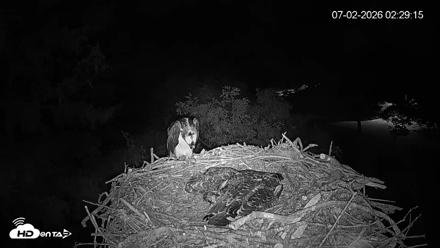 Mashpee Natl. Wildlife Refuge Live Osprey Cam - Jul 2, 2026, 2:29am EDT