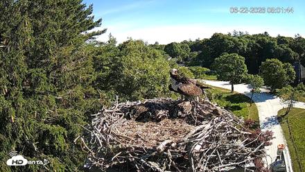 Mashpee Natl. Wildlife Refuge Live Osprey Cam - Jun 22, 2026, 8:17am EDT