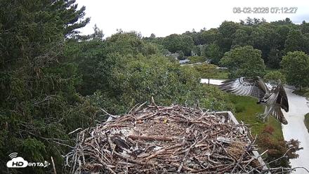 Mashpee Natl. Wildlife Refuge Live Osprey Cam - Aug 2, 2026, 7:14am EDT