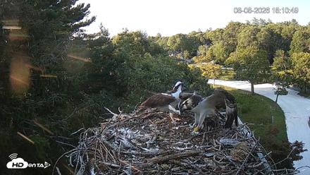 Mashpee Natl. Wildlife Refuge Live Osprey Cam - Aug 8, 2026, 8:29pm EDT