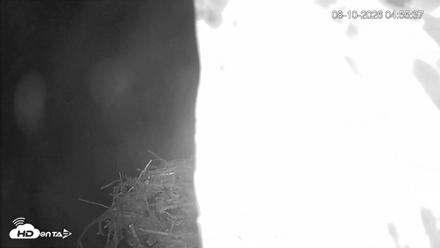 Mashpee Natl. Wildlife Refuge Live Osprey Cam - Aug 10, 2026, 4:58am EDT