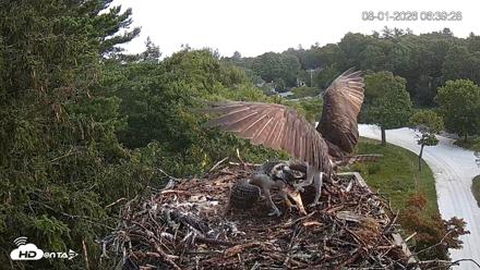 Mashpee Natl. Wildlife Refuge Live Osprey Cam - Aug 1, 2026, 6:43am EDT