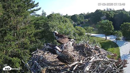 Mashpee Natl. Wildlife Refuge Live Osprey Cam - Jul 3, 2026, 7:13am EDT