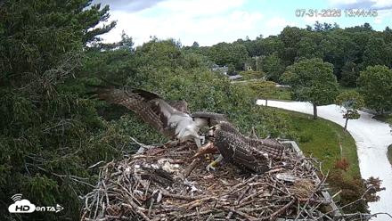 Mashpee Natl. Wildlife Refuge Live Osprey Cam - Jul 31, 2026, 1:57pm EDT