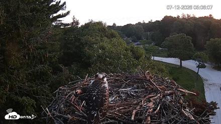Mashpee Natl. Wildlife Refuge Live Osprey Cam - Jul 12, 2026, 5:08am EDT