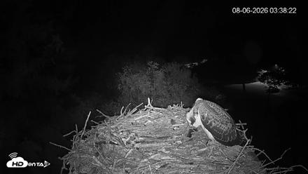 Mashpee Natl. Wildlife Refuge Live Osprey Cam - Aug 6, 2026, 3:38am EDT