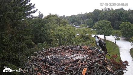 Mashpee Natl. Wildlife Refuge Live Osprey Cam - Jul 19, 2026, 5:50am EDT