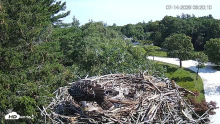 Mashpee Natl. Wildlife Refuge Live Osprey Cam - Jul 14, 2026, 9:21am EDT