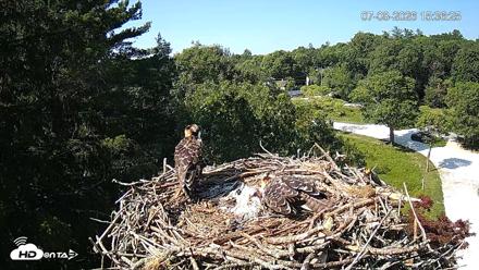Mashpee Natl. Wildlife Refuge Live Osprey Cam - Jul 8, 2026, 3:39pm EDT