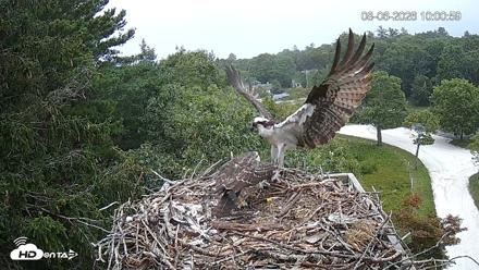 Mashpee Natl. Wildlife Refuge Live Osprey Cam - Aug 6, 2026, 10:39am EDT