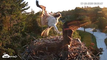 Mashpee Natl. Wildlife Refuge Live Osprey Cam - Jul 25, 2026, 6:03am EDT