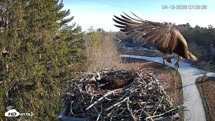 Mashpee Natl. Wildlife Refuge Live Osprey Cam - Apr 15, 2026, 8:12am EDT