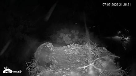Mashpee Natl. Wildlife Refuge Live Osprey Cam - Jul 7, 2026, 9:27pm EDT