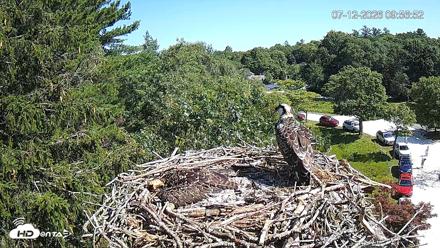 Mashpee Natl. Wildlife Refuge Live Osprey Cam - Jul 12, 2026, 9:58am EDT