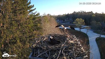 Mashpee Natl. Wildlife Refuge Live Osprey Cam - Apr 28, 2026, 7:47am EDT