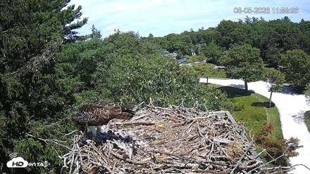 Mashpee Natl. Wildlife Refuge Live Osprey Cam - Aug 5, 2026, 11:58am EDT