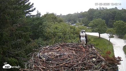 Mashpee Natl. Wildlife Refuge Live Osprey Cam - Jul 22, 2026, 1:42pm EDT