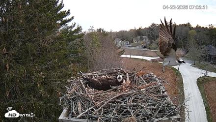 Mashpee Natl. Wildlife Refuge Live Osprey Cam - Apr 22, 2026, 7:21am EDT