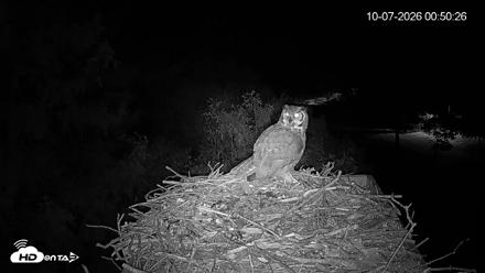 Mashpee Natl. Wildlife Refuge Live Osprey Cam - Oct 7, 2026, 12:50am EDT