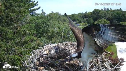 Mashpee Natl. Wildlife Refuge Live Osprey Cam - Jul 14, 2026, 10:19am EDT
