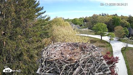 Mashpee Natl. Wildlife Refuge Live Osprey Cam - May 17, 2026, 8:24am EDT