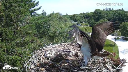 Mashpee Natl. Wildlife Refuge Live Osprey Cam - Jul 14, 2026, 10:19am EDT