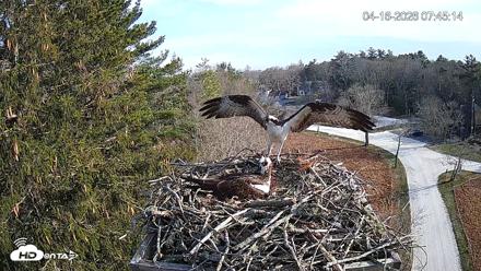 Mashpee Natl. Wildlife Refuge Live Osprey Cam - Apr 16, 2026, 9:59am EDT