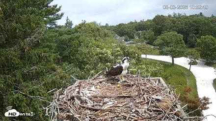 Mashpee Natl. Wildlife Refuge Live Osprey Cam - Aug 3, 2026, 10:53am EDT