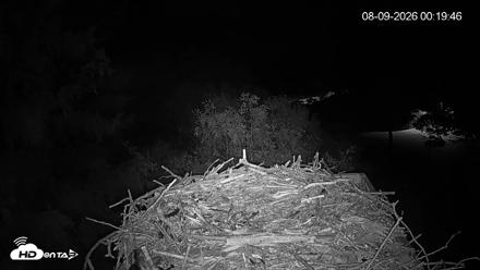 Mashpee Natl. Wildlife Refuge Live Osprey Cam - Aug 9, 2026, 12:20am EDT