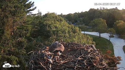 Mashpee Natl. Wildlife Refuge Live Osprey Cam - Aug 4, 2026, 6:23am EDT