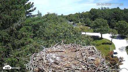 Mashpee Natl. Wildlife Refuge Live Osprey Cam - Aug 5, 2026, 11:11am EDT