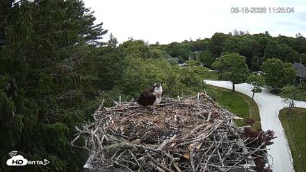 Mashpee Natl. Wildlife Refuge Live Osprey Cam - Jun 18, 2026, 11:25am EDT