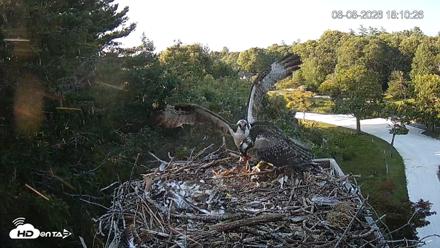 Mashpee Natl. Wildlife Refuge Live Osprey Cam - Aug 8, 2026, 8:24pm EDT
