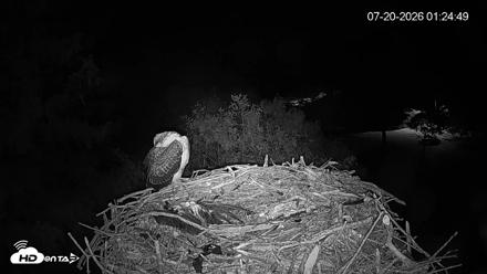 Mashpee Natl. Wildlife Refuge Live Osprey Cam - Jul 20, 2026, 1:25am EDT