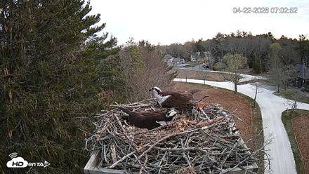 Mashpee Natl. Wildlife Refuge Live Osprey Cam - Apr 22, 2026, 7:20am EDT