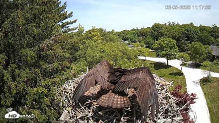 Mashpee Natl. Wildlife Refuge Live Osprey Cam - Jun 5, 2026, 11:18am EDT