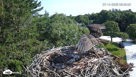 Mashpee Natl. Wildlife Refuge Live Osprey Cam - Jul 14, 2026, 8:47am EDT