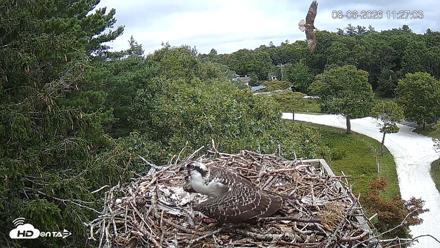 Mashpee Natl. Wildlife Refuge Live Osprey Cam - Aug 6, 2026, 6:28pm EDT