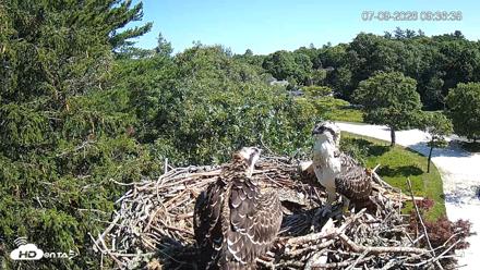 Mashpee Natl. Wildlife Refuge Live Osprey Cam - Jul 9, 2026, 9:37am EDT