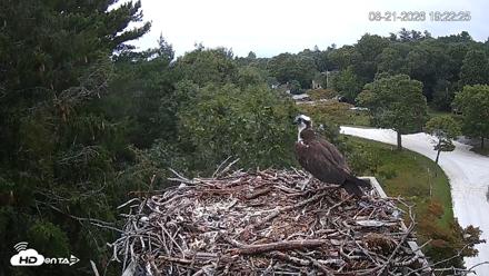 Mashpee Natl. Wildlife Refuge Live Osprey Cam - Aug 21, 2026, 7:49pm EDT