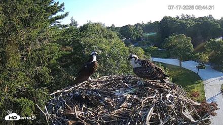 Mashpee Natl. Wildlife Refuge Live Osprey Cam - Jul 17, 2026, 6:45am EDT